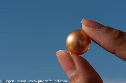 Ngọc trai tự nhiên là đồ trang sức quý hiếm. Nhưng ngọc trai vàng tự nhiên còn đắt hơn gấp bội.