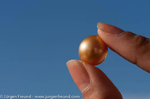 Ngọc trai tự nhiên là đồ trang sức quý hiếm. Nhưng ngọc trai vàng tự nhiên còn đắt hơn gấp bội.