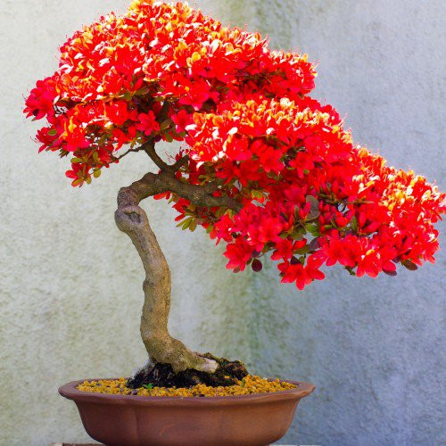 Hoa đỏ nở rộ.