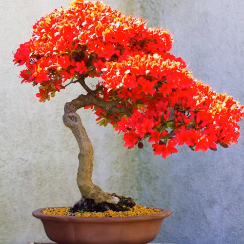 Hoa đỏ nở rộ.