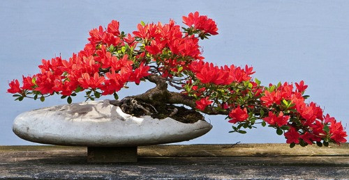 Cây hoa bonsai dáng độc.