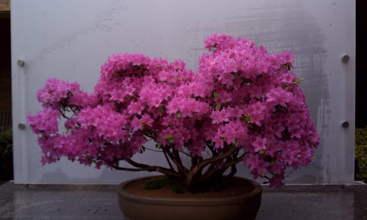 Chậu hoa hồng rực.