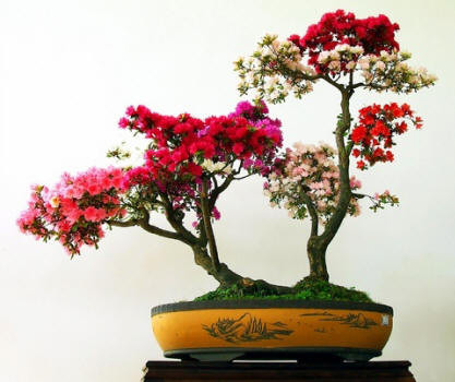 Trên cây bonsai có nhiều bông hoa màu khác nhau.