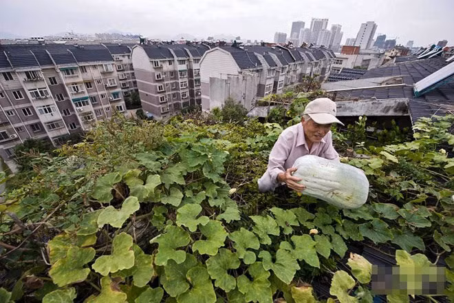 Ông Yuan Chuanhua, 78 tuổi, ở Trung Quốc cũng có một vườn rau trên nóc chung cư. Vườn rau này đủ cung cấp rau sạch cho gia đình ông và hàng xóm.