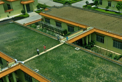 So với cấy lúa trên ruộng mặt đất như thông thường, cấy lúa trên mái nhà hầu như không có cỏ dại và sâu bệnh nên sản lượng khá cao.