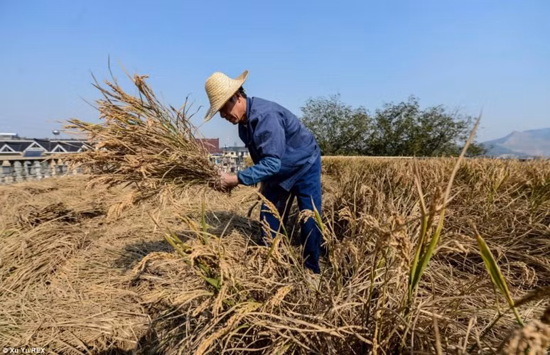Chuyên gia khuyên các gia đình cần cẩn trọng khi trồng cây trên sân thượng vì lo ảnh hưởng chất lượng nhà.