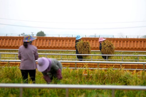Nguồn nước cung cấp cho các ruộng lúa trên sân thượng này là nước ngầm được bơm lên, đồng thời mái nhà cũng được thiết kế 6 lỗ thoát nước để điều tiết lượng nước cho phù hợp khi trời mưa.