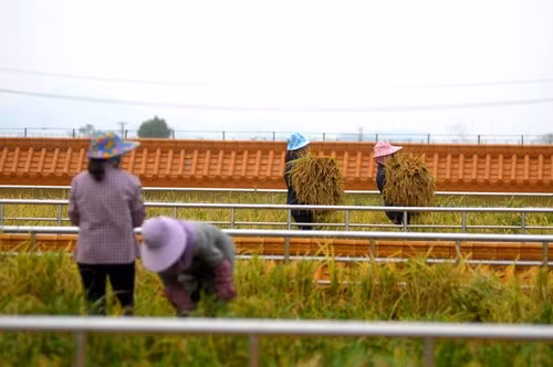Nguồn nước cung cấp cho các ruộng lúa trên sân thượng này là nước ngầm được bơm lên, đồng thời mái nhà cũng được thiết kế 6 lỗ thoát nước để điều tiết lượng nước cho phù hợp khi trời mưa.