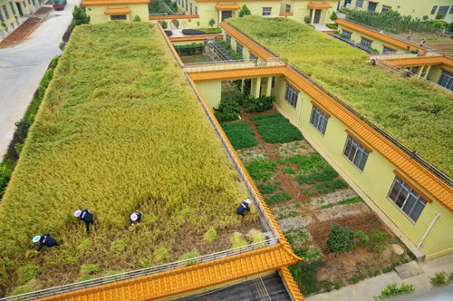 Tương tự, một doanh nghiệp Trung Quốc tại thành phố Liễu Châu tỉnh Quảng Tây cũng quyết định dùng cả khoảng sân thượng của nhà máy để canh tác lúa nước.