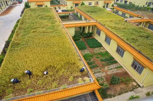 Tương tự, một doanh nghiệp Trung Quốc tại thành phố Liễu Châu tỉnh Quảng Tây cũng quyết định dùng cả khoảng sân thượng của nhà máy để canh tác lúa nước.