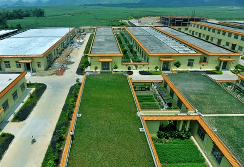 Ruộng lúa xanh tươi vừa cấy một thời gian trên nóc nhà mái bằng.