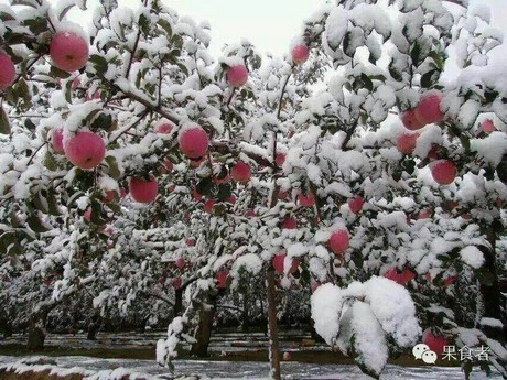 Mùa màng, vật nuôi ở Trung Quốc bị ảnh hưởng nặng nề bởi đợt rét kỷ lục nhất trong 60 năm.