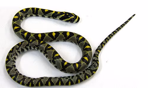 Tháng 9/2013, một con rắn nhỏ đã được phát hiện trên một máy bay của hãng Qantas (Úc) khiến cho chuyến bay từ Úc đến Nhật phải bị hoãn lại, buộc hàng trăm hành khách phải nằm chờ qua đêm tại Sydney. Theo Guardian thì đây là một con rắn chuột Mandarin không có độc, dài khoảng 20 cm. Ảnh: Một con rắn chuột Mandarin (nguồn: Bộ Nông nghiệp Anh). Đây không phải trường hợp duy nhất những con vật kinh hãi xuất hiện trên máy bay.