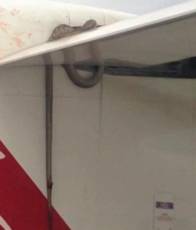Các hành khách phát hiện ra con rắn khi ngay khi máy bay vừa đạt đến độ cao thích hợp. Con vật vẫn ở bám trên cánh ngay cả máy bay hạ cánh nhưng lúc đó nó đã chết.