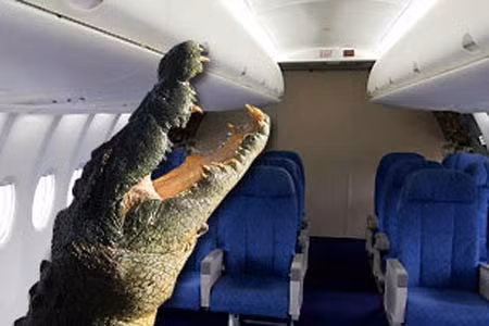 Ria Novosti ngày 31/7/2009 đưa tin, trên chuyến bay từ thủ đô Abu Dhabi của Các tiểu vương quốc Ả Rập thống nhất tới thủ đô Cairo của Ai Cập, hành khách đã hết sức kinh ngạc và sợ hãi khi phát hiện một con cá sấu con đang bò trên khoang máy bay và chui qua các gầm ghế. Tất cả hành khách đều hốt hoảng la hét và nhảy lên khỏi chỗ ngồi của mình. Kíp lái máy bay đã phải rất khó khăn mới có thể bắt được con bò sát và khôi phục lại trật tự trên khoang.