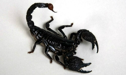 Trên chuyến bay từ Colombia đến Mexico hồi tháng 3/2015, một hành khách người Canada đã rơi vào trạng thái ảo giác và đau đớn sau khi bị một con bò cạp chích vào người 3 mũi. Nạn nhân là ông Adam Young, sống ở St John's, Newfoundland.