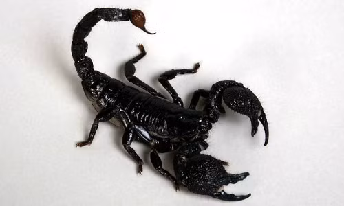 Trên chuyến bay từ Colombia đến Mexico hồi tháng 3/2015, một hành khách người Canada đã rơi vào trạng thái ảo giác và đau đớn sau khi bị một con bò cạp chích vào người 3 mũi. Nạn nhân là ông Adam Young, sống ở St John's, Newfoundland.