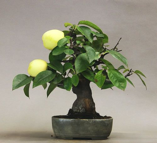 Những chậu cây bonsai mini này có thể dùng để trưng bày trong nhà.