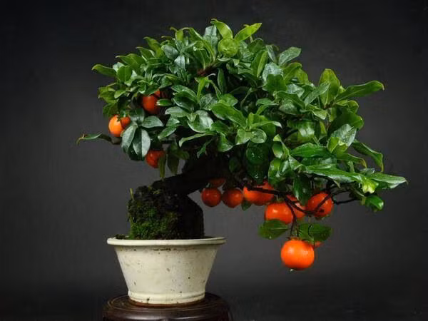 Những quả mọng bắt mắt làm tăng thêm sức lôi cuốn của chậu cây.