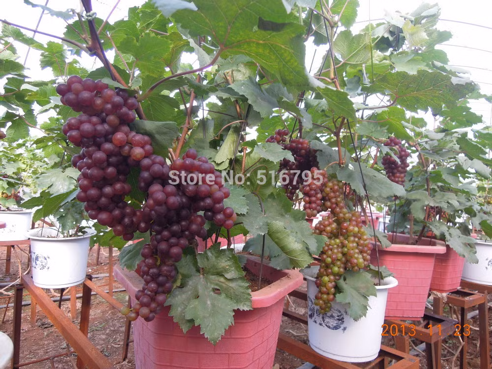 Chậu bonsai nho đỏ.