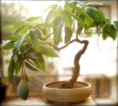 Cây xoài bonsai dáng độc.