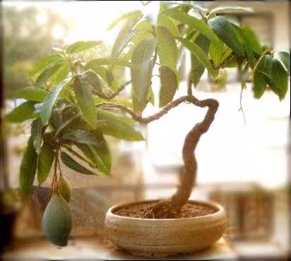 Cây xoài bonsai dáng độc.