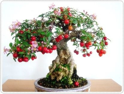 Chậu cây bonsai cho những quả cherry căng mọng.