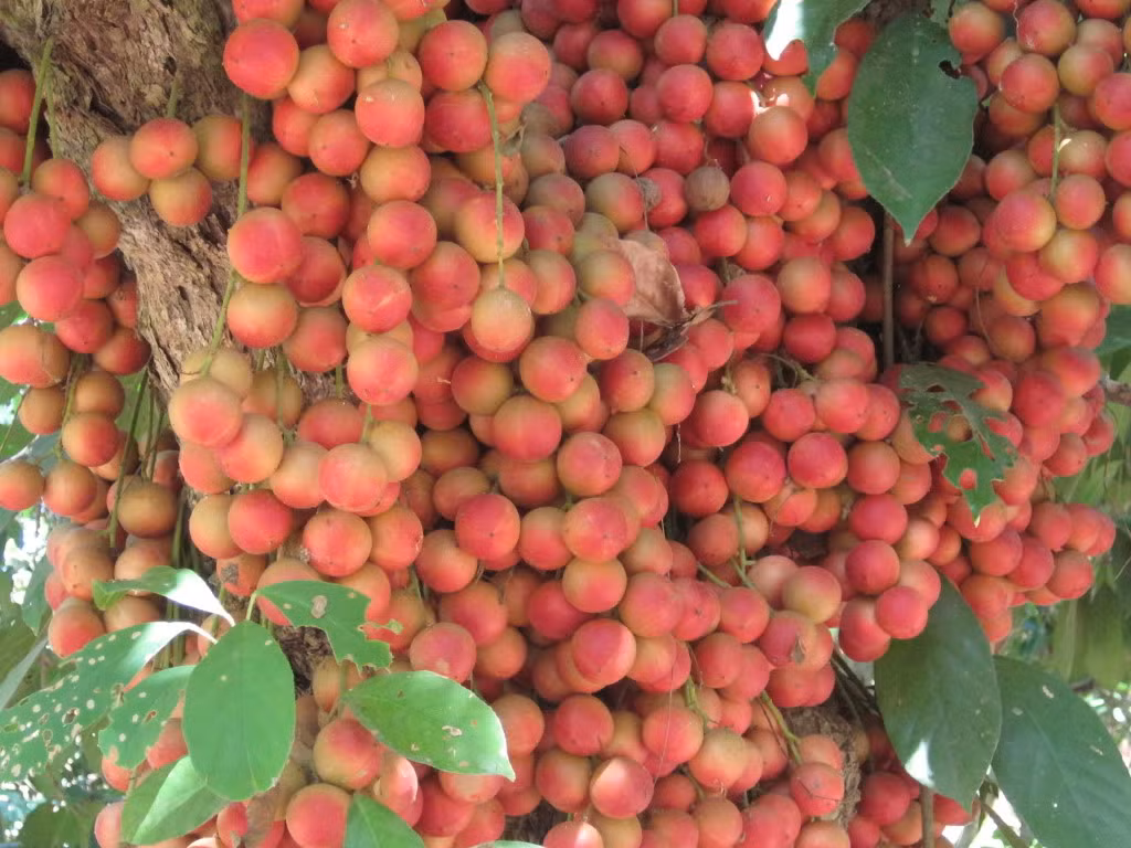 Giống cây này đôi khi ra trái như những chùm nho chín đỏ, lủng lẳng trên cành, lúc lại mọc chi chít ở thân cây như sung bám.