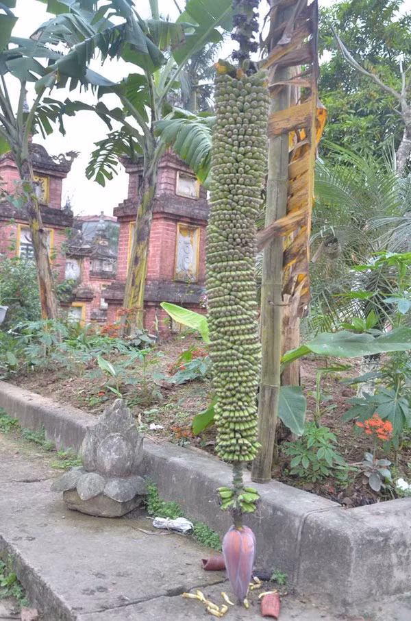 Ban đầu, cây chuối ở chùa Keo (làng Chè, xã Kim Sơn, Gia Lâm, Hà Nội) phát triển bình thường không khác gì những cây chuối khác. Tới khi cao khoảng 2m, nó bắt đầu trổ buồng.