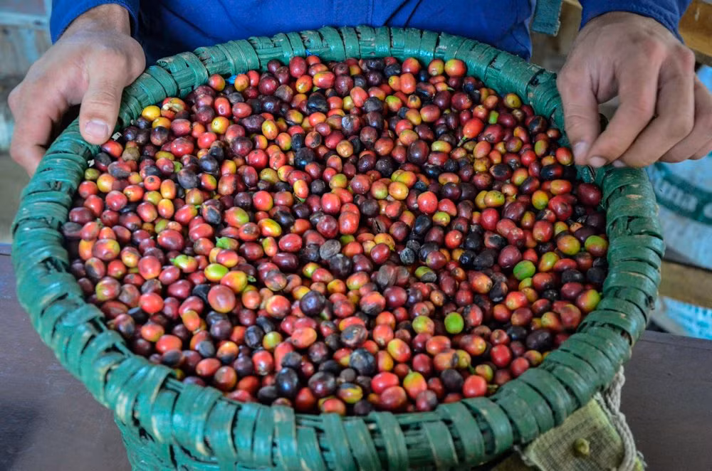 Khi cà phê chín, màu quả lần lượt chuyển từ màu xanh lá cây tươi sáng rồi sang màu vàng, đỏ và tím. Nông dân chọn thu hoạch những quả chín. Mỗi công nhân thường được trả ít nhất 1,5 USD cho mỗi giỏ quả đầy.