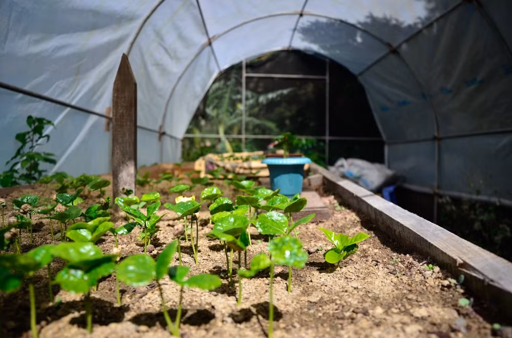 Đây là vườn ươm mầm những cây cà phê arabica, loại cà phê ngon nhất thế giới được trồng ở trang trại này.