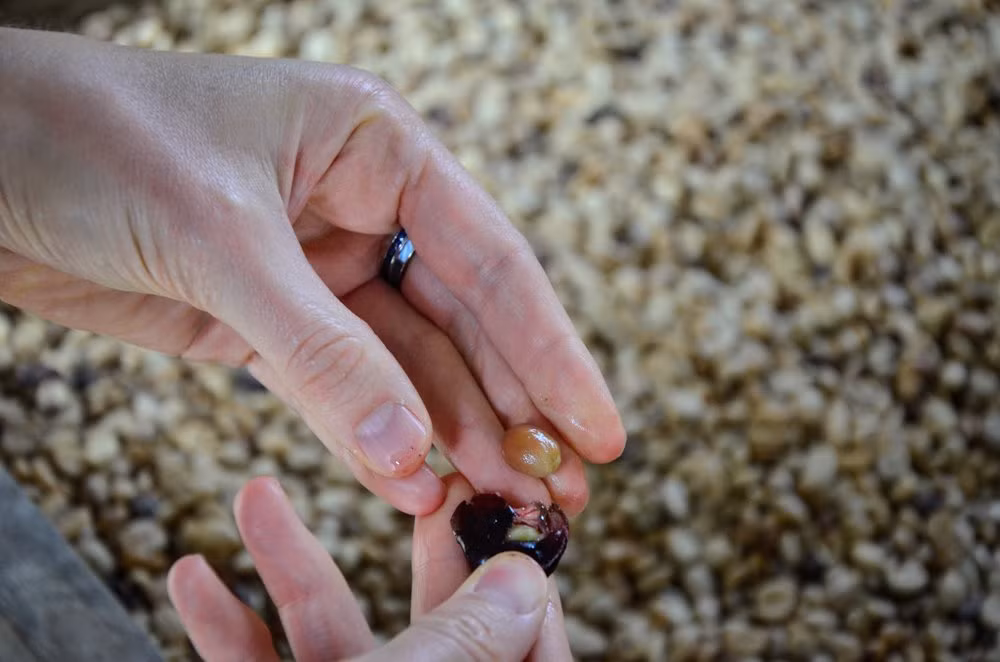 Ở đây, người ta sử dụng phương pháp chế biến bán khô, công nhân tách hạt cà phê từ quả chín.