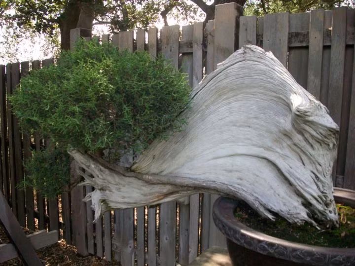 Cây bonsai với dáng thân khá kỳ quặc.