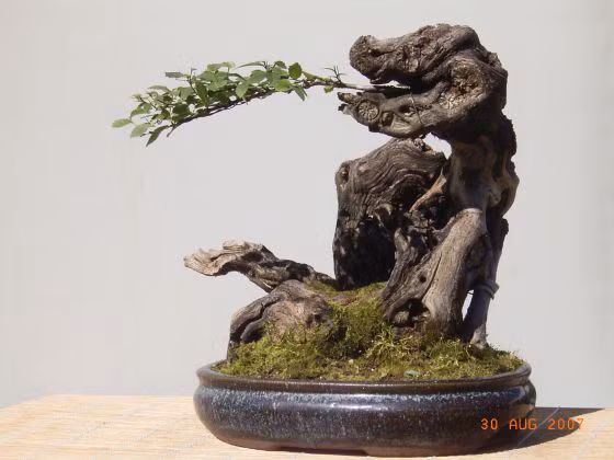 Dáng của cây bonsai này khá kỳ dị.
