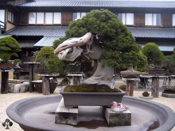 Cây bonsai dáng độc 800 năm tuổi.
