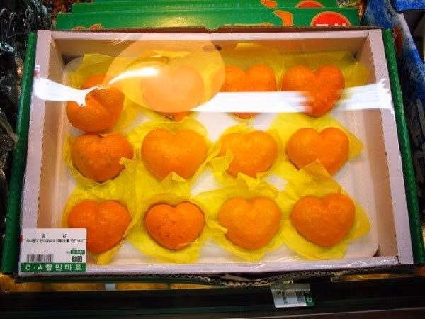 Giống cam bắt mắt này còn được người tiêu dùng sử dụng làm quà Valentine để thể hiện tình yêu.