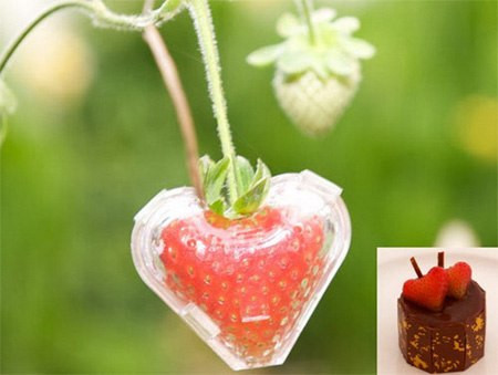 Một trang trại ở phía bắc Tasmania, Australia đã nghĩ ra ý tưởng sản xuất quả dâu tây hình trái tim để bán trên thị trường vào dịp Valentine (lễ Tình nhân).