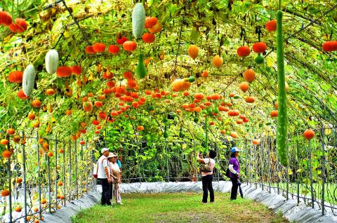 Một giàn bí bầu khác cũng ở Đài Loan khiến nhiều người ngỡ ngàng.