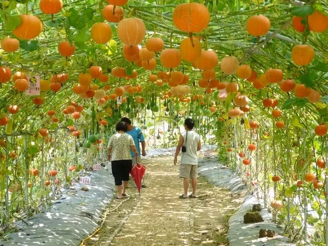 Trang trại Wanshan là nơi trồng bí ngô lớn nhất ở Đài Loan. Khách thăm quan thích thú với giàn bí vàng ươm.