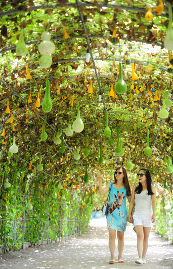 Giàn bầu tự trồng ở Central Maryland (Mỹ).