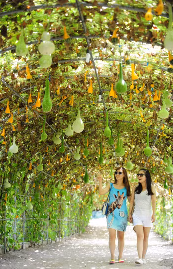 Giàn bầu tự trồng ở Central Maryland (Mỹ).