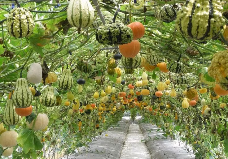  Giàn bí khủng với nhiều giống quả hình thù và màu sắc khác nhau ở Đài Loan.