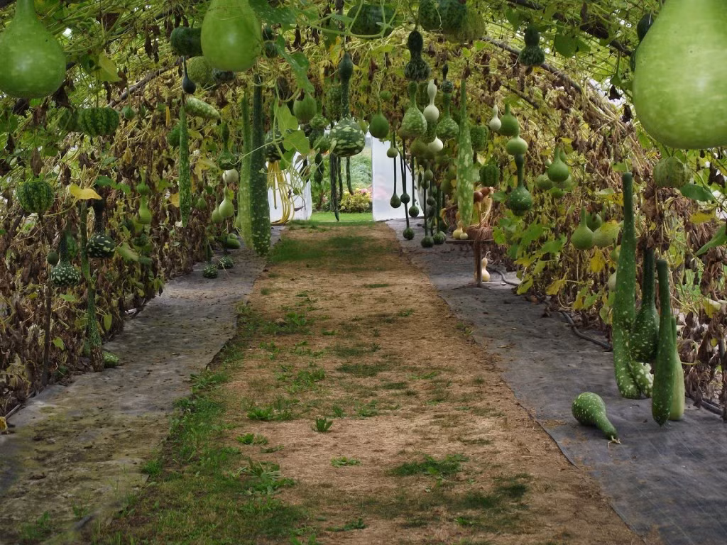 Giàn bầu xanh mướt, sai trĩu trịt ở Hà Lan.