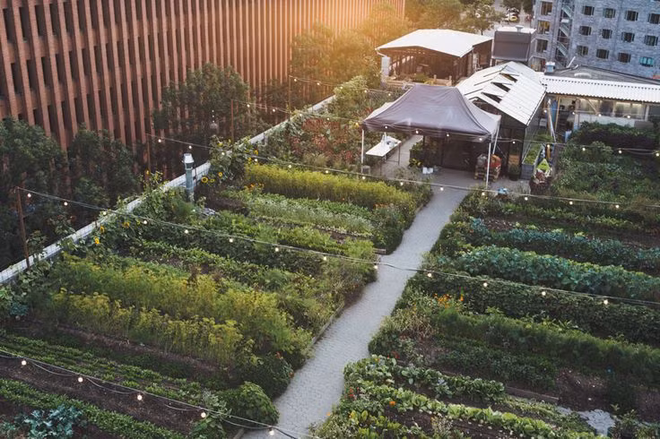 Nhà hàng này có một vườn rau trên sân thượng cung cấp thực phẩm sạch cho nhà bếp.