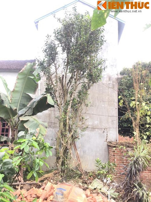 Giới săn cây cổ từng nhiều lần đến hỏi mua cây chè cổ 200 tuổi với giá “khủng” lên đến tiền tỷ nhưng đều nhận cái lắc đầu từ chủ nhân của nó.