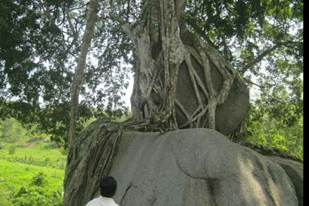 Tuy nhiên, dân làng ở đây đều không ai đồng ý bán, mặc dù số tiền đó đối với họ là cực lớn. Tất cả đều thừa nhận cây sanh là tài sản vô giá, không bán với bất cứ giá nào.