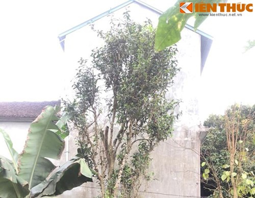 Cây chè cổ của nhà ông Thư cao bằng một căn nhà hai tầng khoảng 9 – 10m. Khác với những cây chè khác thân “mập”, lá to, cây chè này dù được gần 200 tuổi nhưng dáng thanh cao, lá mảnh nhỏ và xanh mướt. Cây chè cổ gia đình ông Thư chỉ hái lá để uống và thi thoảng hàng xóm đến xin thì cho chứ chưa hề mang đi bán.