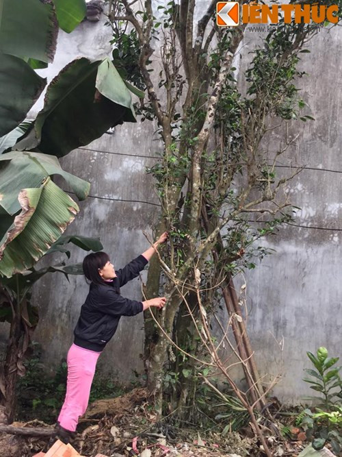 Đó là cây chè cổ 200 tuổi được truyền từ đời này sang đời khác của gia đình ông Nguyễn Hữu Thư (70 tuổi, ở thông Giếng Cốc, xã Thạch Thất, Hà Nội). Mặc dù nhiều đại gia Hà Thành xuống hỏi mua với giá tiền tỷ nhưng ông Thư vẫn khăng khăng không chịu bán.