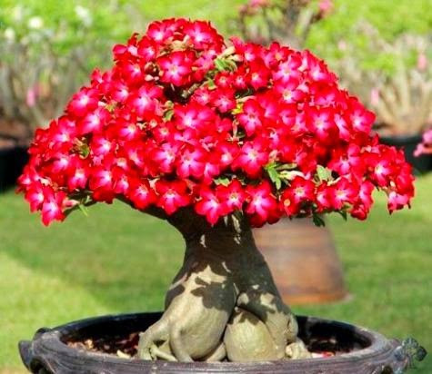 Hoa bonsai dáng đẹp đang nở rộ.