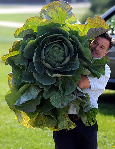 Giám đốc triển lãm thường niên Harrogate Autumn Flower Martin Fish bên cây bắp cải khổng lồ trong sự kiện kỉ niệm 100 năm của triển lãm.
